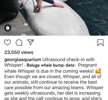 Instagram del acuario de Georgia