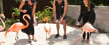 Programa Flamingo Mingle en Discovery Cove