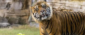 Bandar, le nouveau tigre de Sumatra à Busch Gardens Tampa Bay.