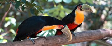 Uccelli tropicali su un ramo