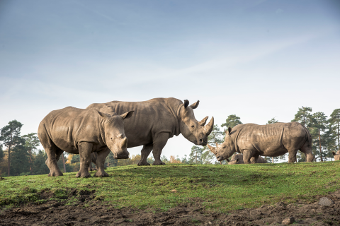 Rhinos at Serengeti Park 