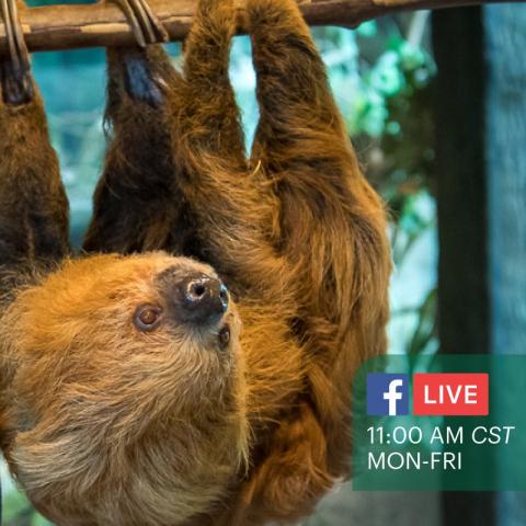 Facebook Live Teaser for Sloth at the Houston Zoo