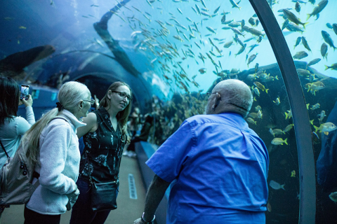 Os hóspedes interagem com o membro da equipe no Georgia Aquarium