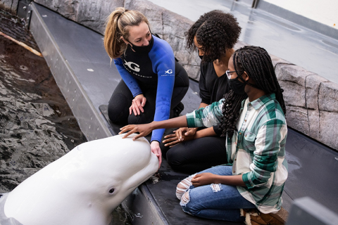 Visitantes interagem com baleias no Georgia Aquarium