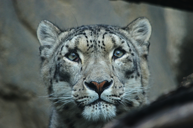 Leopardo de nieve