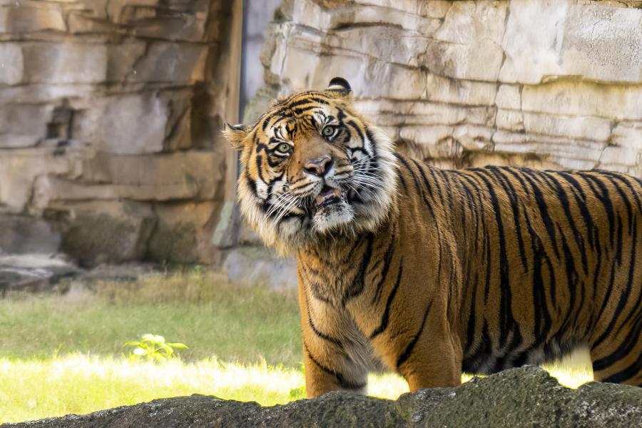 Bandar, the new Sumatran tiger at Busch Gardens Tampa Bay.