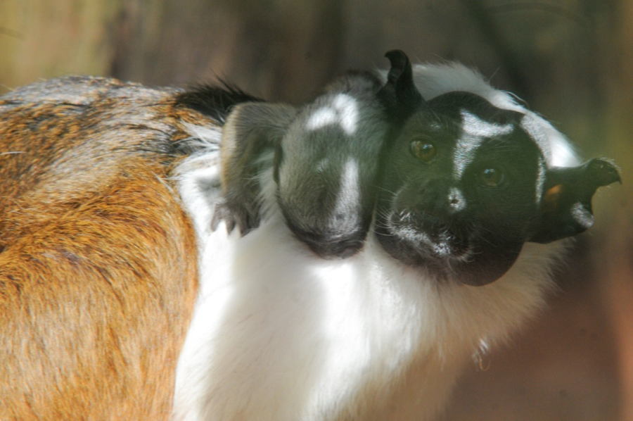 Crédito de primates de Brasil: Joel Rodrigues Agencia Brasilia