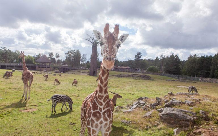 Giraffa e zebre a Dyreparken