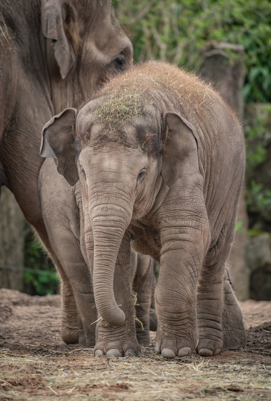 Elefanti allo zoo di Chester