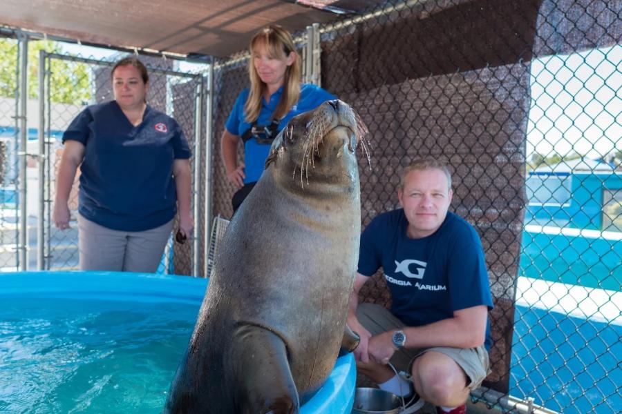 La squadra di trasporto dei leoni marini del Georgia Aquarium si prende cura di uno dei suoi leoni marini, che sta in piedi sul bordo del suo habitat natatorio