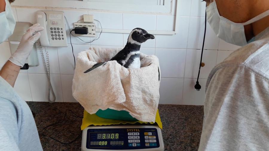 Um pinguim sendo pesado