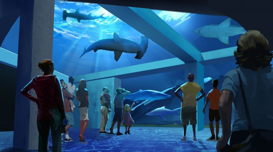 Georgia Aquarium Nouvelles expériences avec les requins