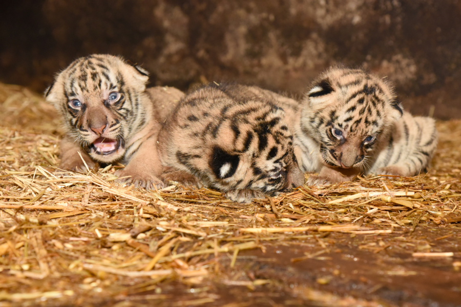 Tigri di Taiping allo zoo Taiping e safari notturno