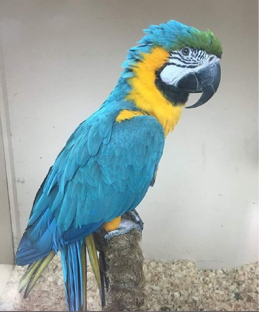 Blue and Gold Macaw named Rudy