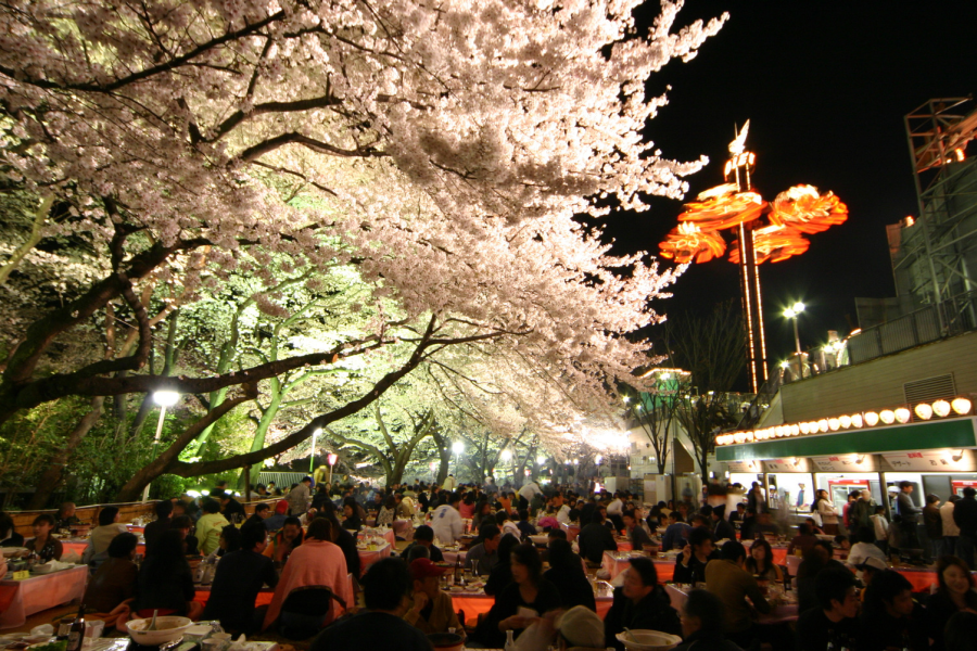 Festival de los cerezos en flor en el parque de atracciones Toshimaen