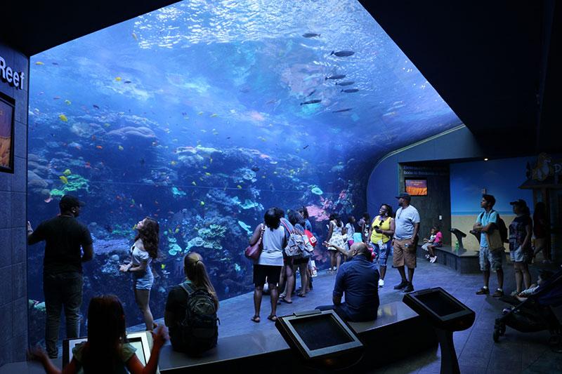Habitat de l'aquarium de Géorgie