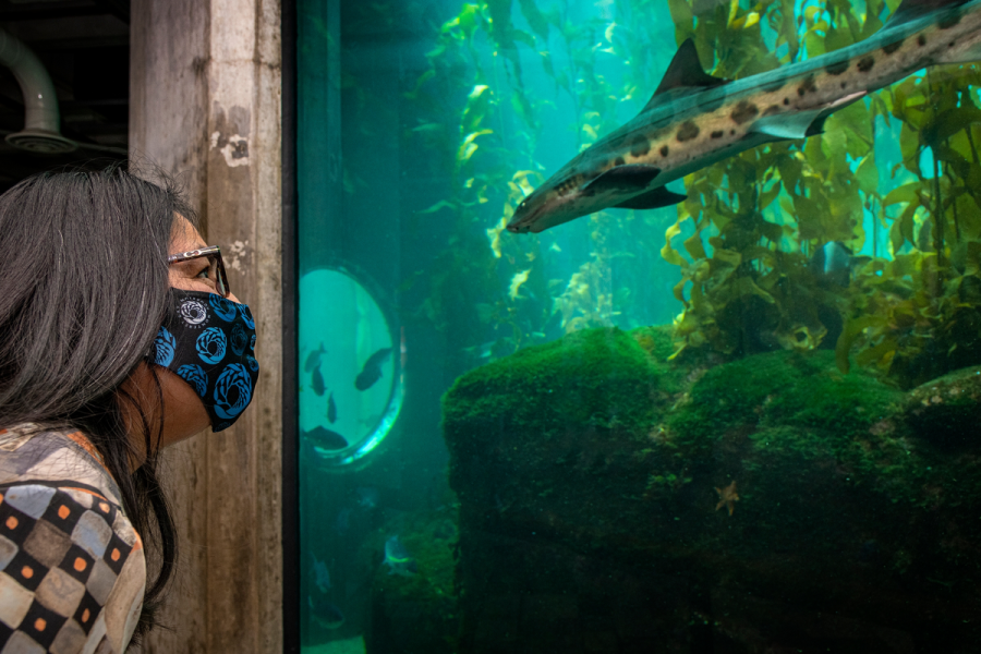 Ospite che indossa la copertura del viso - Monterey Bay Aquarium