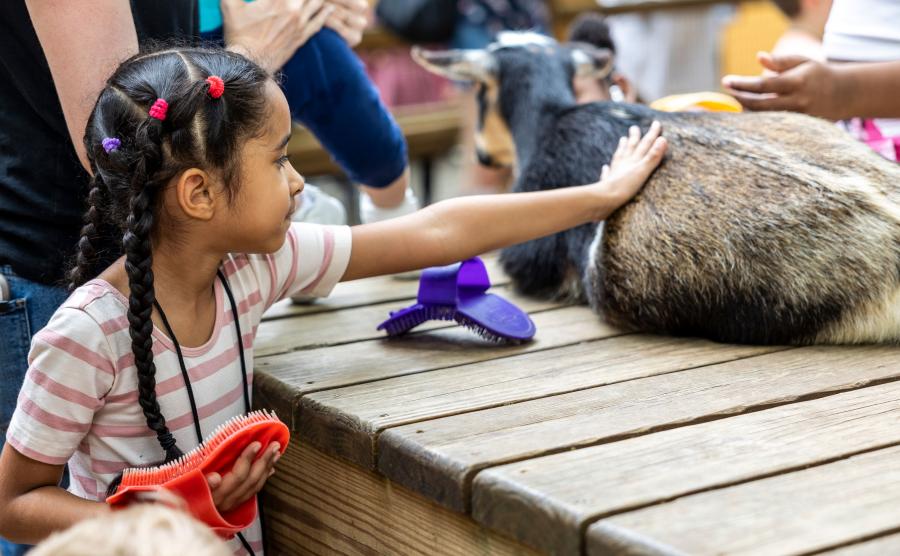 A young child pets a goat in the petting zoo area of Zoo Atlanta