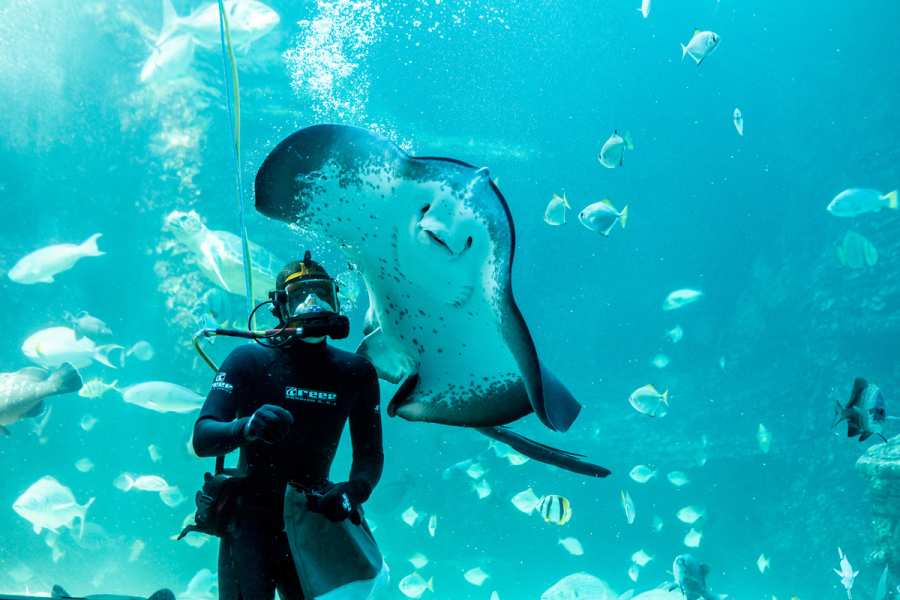diver feeds stingray (Credit-Two Oceans Aquarium)