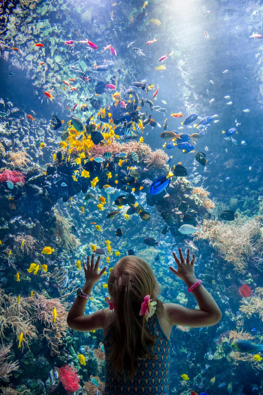 A girl looking at a school of fish through aquarium glass inside Antwerp Zoo in Belgium