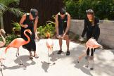 Flamingo Mingle-Programm im Discovery Cove