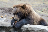 Bear en el zoológico del lago Superior