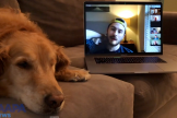 A laptop with a conference call going sits on a couch beside a dog.