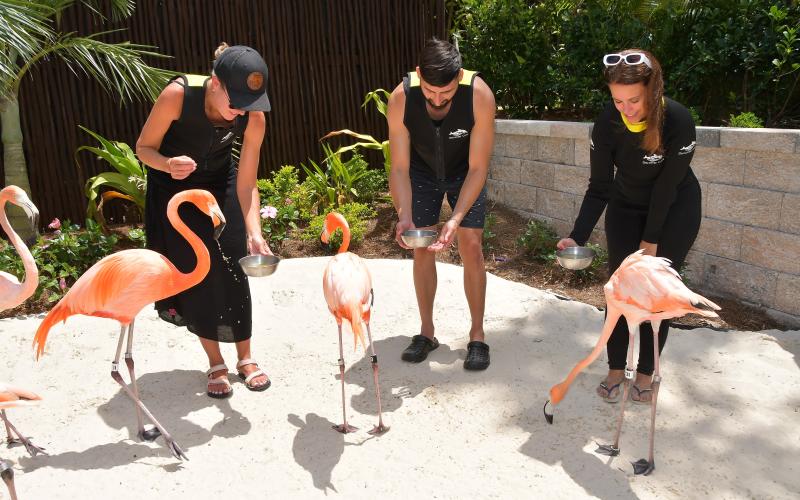 برنامج Flamingo Mingle في Discovery Cove